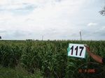 124350117a-rainfed-agriculture-maize-dominant-vegetables-castrol.gif