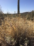 2018-04-23_19-16-25_405B7A9A-C2D8-4DA4-9C21-5D87B4ADD55F.jpg