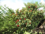 15969IMG_4521.JPG