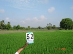 6280052a-irrigated-supplemental-groundwater-rice-kasava-turmeric.jpg