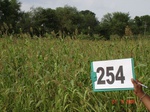 72390254c-rainfed-agriculture-millet-sorghum.jpg