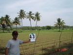 6252043b-irrigated-supplemental-minor-groundwater-coconut-dominant-doublecrops.jpg