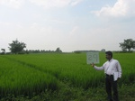 7781gt029-cropland-irrigated-rice-thungabhadra.jpg