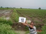 6053010a-irrigated-canal-nagarjunsagar-cotton-chilles-rice.jpg