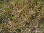 3300R0017334.JPG