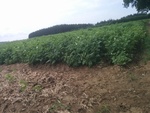 2016-07-27_09-47-03_IMG_20160727_120951.jpg