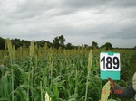 70390189a-rainfed-agriculture-mixedcrop-sorghum-soyabean-turmeric.jpg