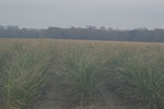 2021-02-02_11-05-13_DSC_0001.JPG