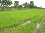 1801520090810_gt02a_Agriculture_Rice_Irrigated_Triple_Continous.JPG