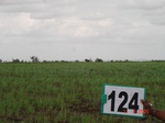 60980124a-rainfed-agriculture-onion.jpg