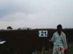 6154021c-rainfed-rabi-mixed-crop-tobacco-groundnut-millet.jpg