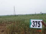 76370375a-irrigated-canal-sugarcane.jpg