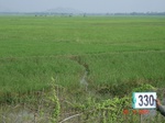 74930330b-irrigated-canal-rice.jpg