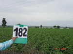 70160182a-rainfed-agriculture-cotton-dominant-millet-soyabean.jpg