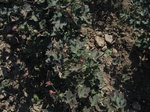 10367vp-059-Irrigated (Surface water) cotton-a.jpg