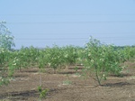 523026042008(30).JPG