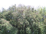 1779024042008(48).JPG