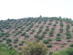 501520042008(38).JPG