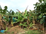 2012-09-26_20-50-03_CIMG1034.JPG
