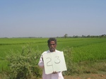 7769gt023a-cropland-irrigated-rice-tunga.jpg