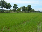 1801720090820_gt02a_Agriculture_Rice_Irrigated_Triple_Continous.JPG