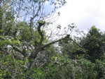 832251-forest-remanant-degraded-closelook.jpg
