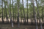 2017-05-12_17-15-12_2017-05-05 00.55.51.jpg
