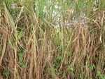 2012-09-07_10-19-57_CIMG6736.JPG