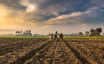 2021-06-25_01-50-36_farm.jpeg