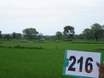 127730216b-irrigated-tank-rice.gif