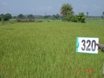 74630320b-irrigated-canal-rice.jpg