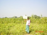 6685gt131-cropland-1.jpg