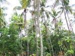 545011052008(14).JPG