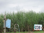 71860238c-irrigated-supplemental-groundwater-sugarcane.jpg