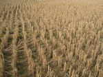 8423IMG_0248.JPG
