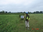 73580290c-rainfed-agriculture-soyabean.jpg