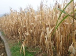 2024-11-29_05-41-34_PC200095.JPG