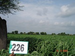 71480226b-rainfed-agriculture-sorghum.jpg