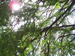 1781424042008(75).JPG