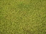15428IMG_4295.JPG