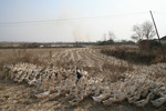 4472IMG_7239.jpg