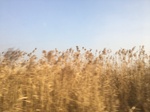 2018-01-08_09-59-20_D92A4B17-A9C0-4FFC-B82A-88F6454D58D3.jpg