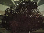 14897IMG_5291.JPG