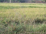 17380100_2066.JPG