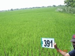 62320391b-irrigated-canal-rice-doublecrop.jpg