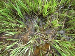1802420090921_gt02b_Agriculture_Rice_Irrigated_Triple_Continous.JPG