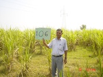 6645gt106-cropland-1.jpg
