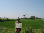 9896gt141a_rice_sugarcane_under_prakasam_barriage.gif