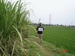 133430376c-irrigated-supplemental-groundwater-rice-dominant-sugarcane.gif