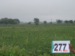 73180277c-rainfed-agriculture-soyabean.jpg